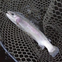 大安トラウトレイク 釣果